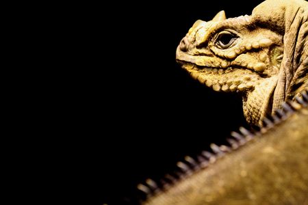 iguanaの写真素材