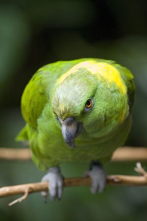 parrotの写真素材