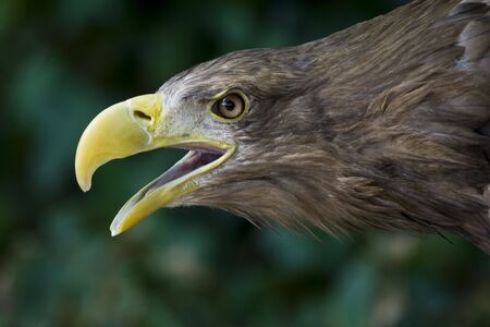 a great eagleの写真素材