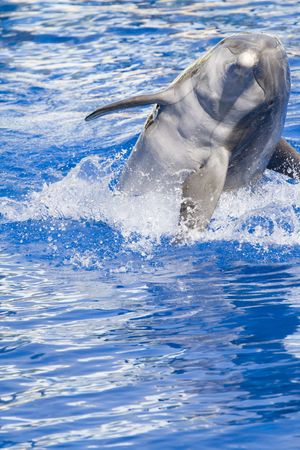 A pretty and cute dolphin in a poolの写真素材