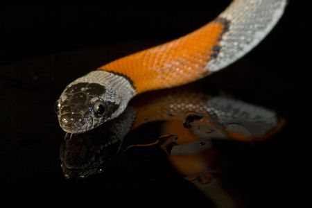 a coral snake over a mirrorの写真素材