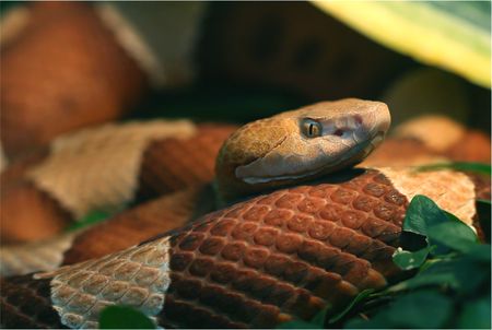 a dangerous snakeの写真素材