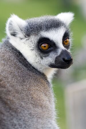 a funny and cute lemur in the zoo