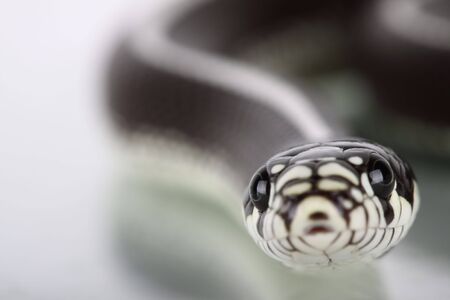 a macro and a fantastic great snakeの写真素材