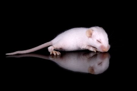 a pic of a cute little mouseの写真素材