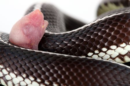 a macro and a fantastic great snake