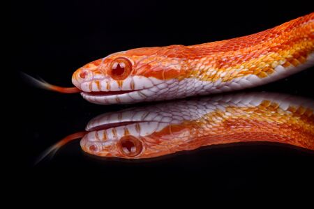 A portrait of a beautiful snakeの写真素材