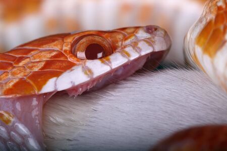 A portrait of a beautiful snake