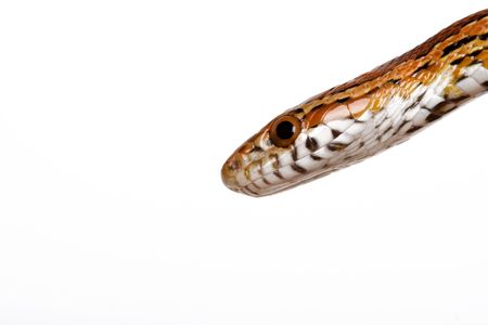 snake
