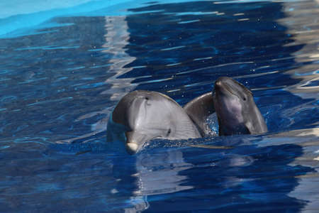 a dolphin swimming in a great pool