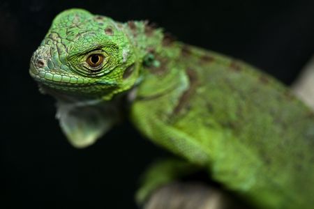 a great and green iguana babyの写真素材