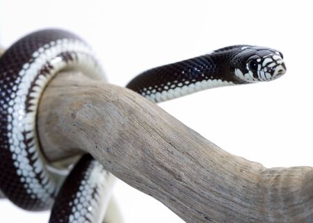 a great and beautiful snake with great colorsの写真素材