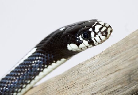 a great and beautiful snake with great colorsの写真素材