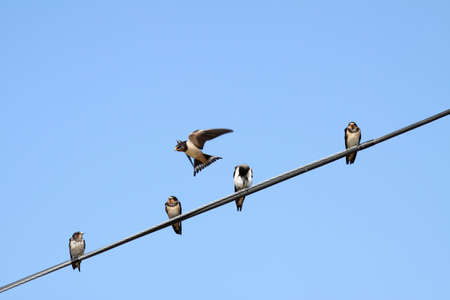 some greats swallows in the skyの写真素材