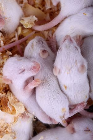 a little white mouse with red eyesの写真素材