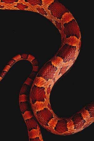 a macro of the skin of a beautiful snakeの写真素材