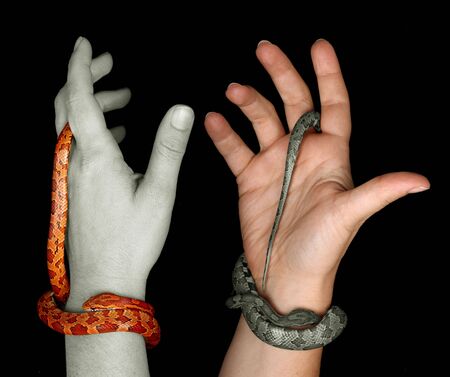 two snakes on two human hands