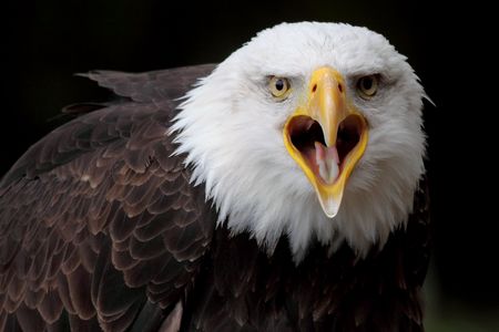 bald eagleの写真素材