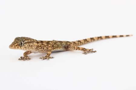 small lizardの写真素材