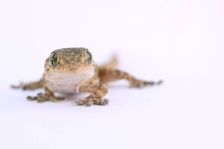 small lizardの写真素材