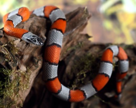 a picture of a beautiful coral snake
