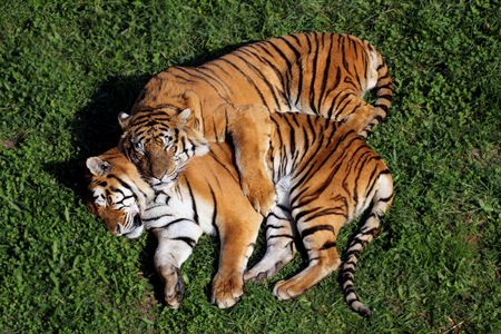 a fantastic and beautiful tiger in a zoo
