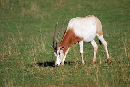 a big and beautiful afrikan rumiantの写真素材