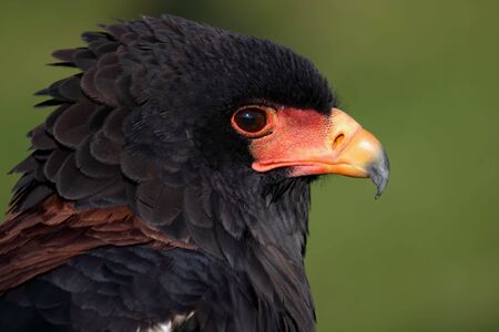 a portrait of a beautiful eagleの写真素材