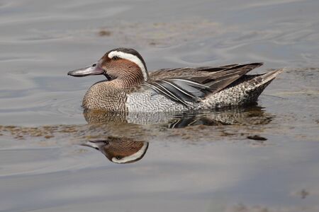 a beautiful duck swimming in a lakeの写真素材