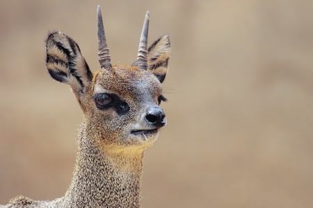 a picture of a small african goatの写真素材