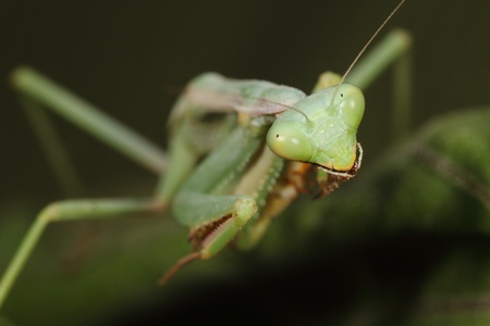 mantis