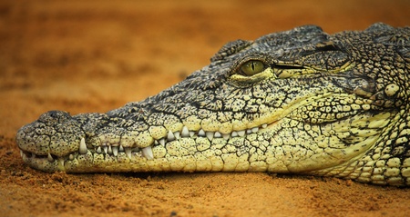 crocodileの写真素材