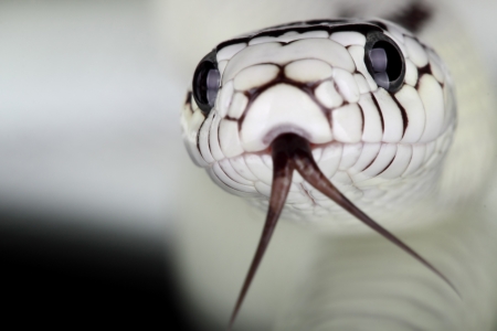 Lampropeltis getula californiaeの写真素材