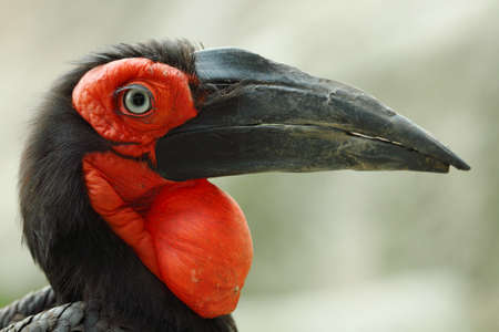 Picture of an ugly african hornbillの写真素材
