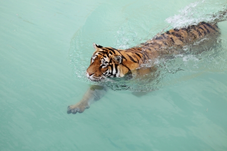 Picture of a beautiful tiger in the waterの写真素材