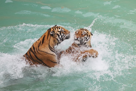 two tigers fighting on the waterの写真素材