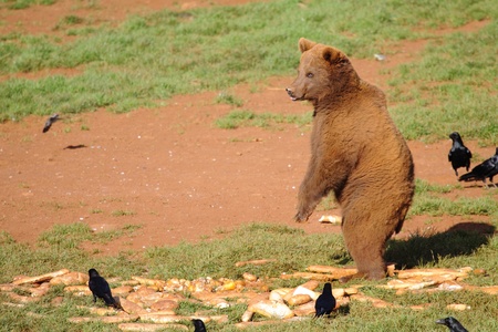 Picture of a beautiful bearの写真素材