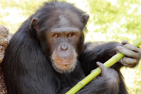 portrait of a chimpanzee sitting in the grassの写真素材