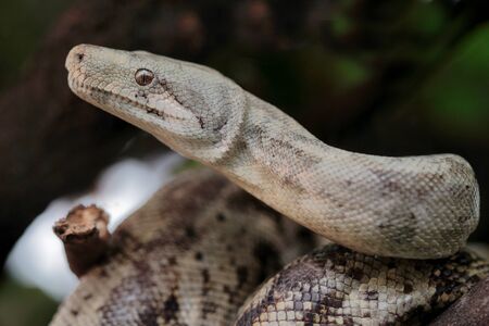 Picture of a beautiful boaの写真素材