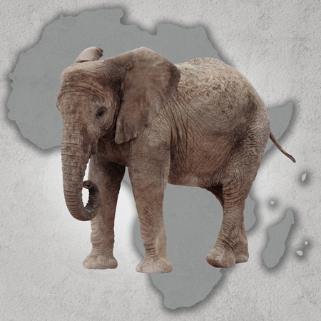 Map of africa and big elephantの写真素材
