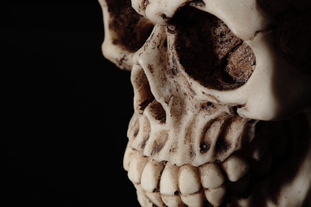 human skull on a black backgroundの写真素材