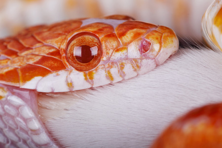 a great corn snake eating a little mouse の写真素材