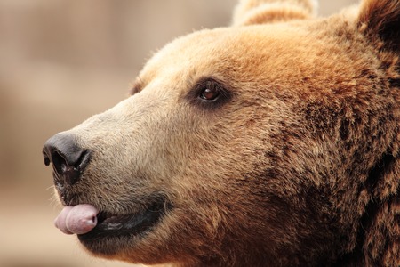 the face of wild bearの写真素材