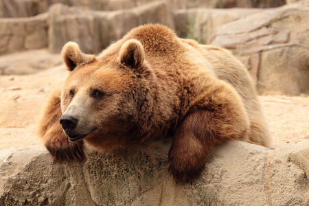 wild brown bear restingの写真素材