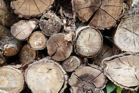 pile of a lot of firewood