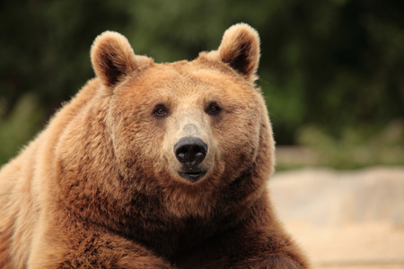 wild brown bear restingの写真素材