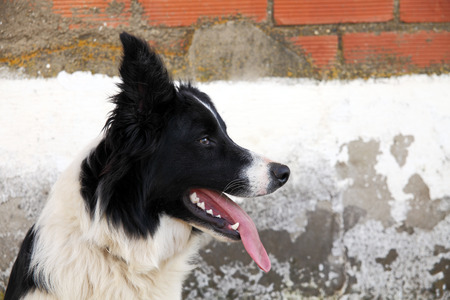 beautiful dog, a border collieの写真素材