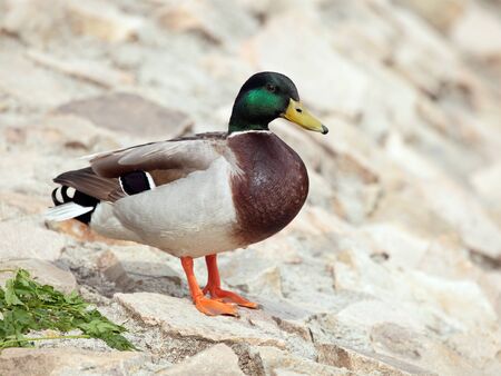 a beautiful male wild duckの写真素材
