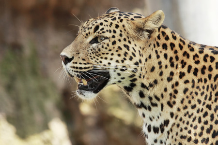 portrait of a beautiful leopardの写真素材