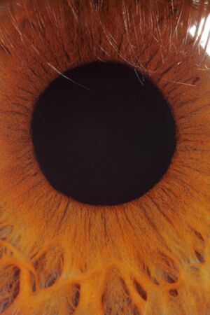 extreme closeup of an human eye